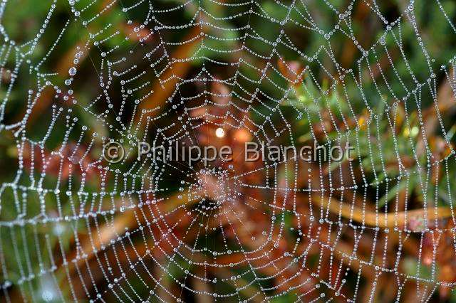 Araneidae_0846 2.JPG - France, épeire diadème (Araneus diadematus), toile géométrique ou orbiculaire ornée de gouttes de rosée, European garden spider